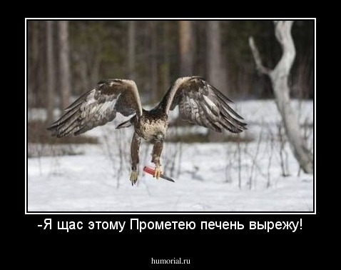 -Я щас этому Прометею печень вырежу!