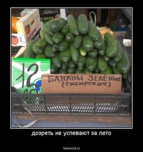 дозреть не успевают за лето
