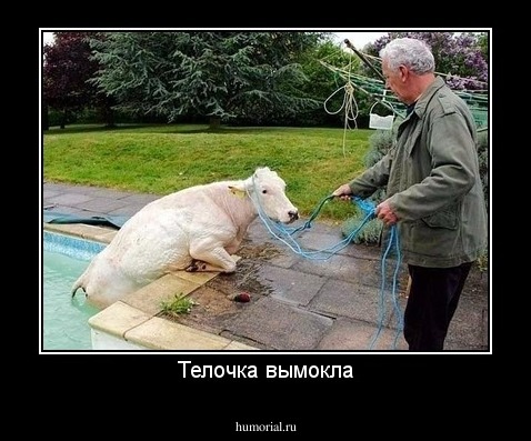 Телочка вымокла