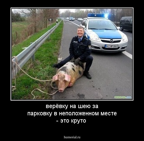 верёвку на шею за парковку в неположенном месте - это круто
