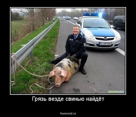 Грязь везде свинью найдёт
