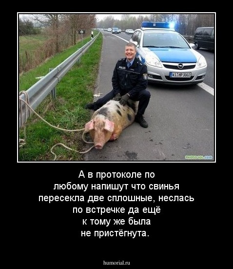 А в протоколе по любому напишут что свинья пересекла две сплошные, неслась по встречке  да ещё к тому же была не пристёгнута.
