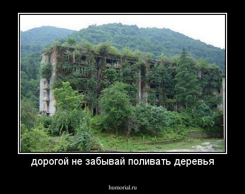 дорогой не забывай поливать деревья
