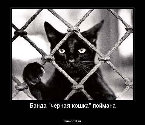 Банда "черная кошка" поймана