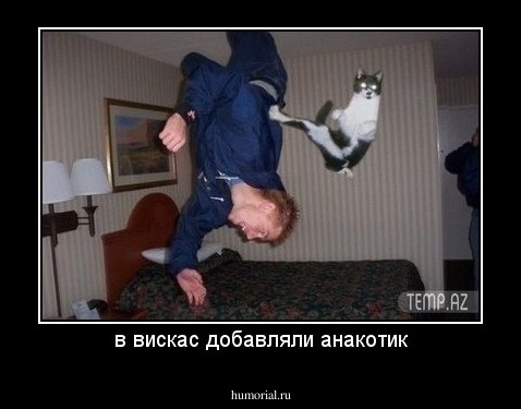в вискас добавляли анакотик