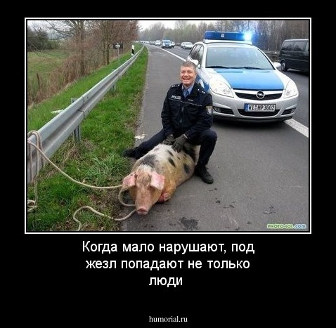 Когда мало нарушают, под жезл попадают не только люди