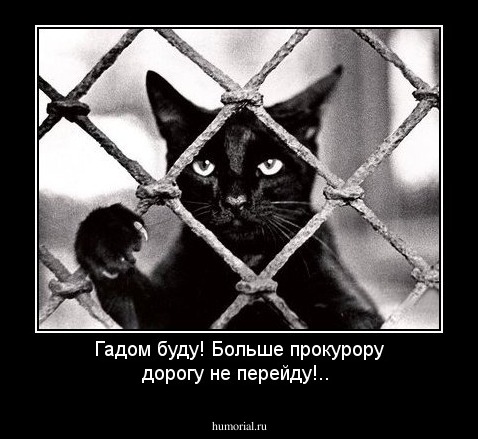 Гадом буду! Больше прокурору дорогу не перейду!..