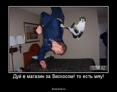 Дуй в магазин за Вискосом! то есть мяу!