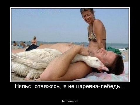 Нильс, отвяжись, я не царевна-лебедь...