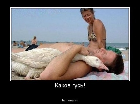 Каков гусь!