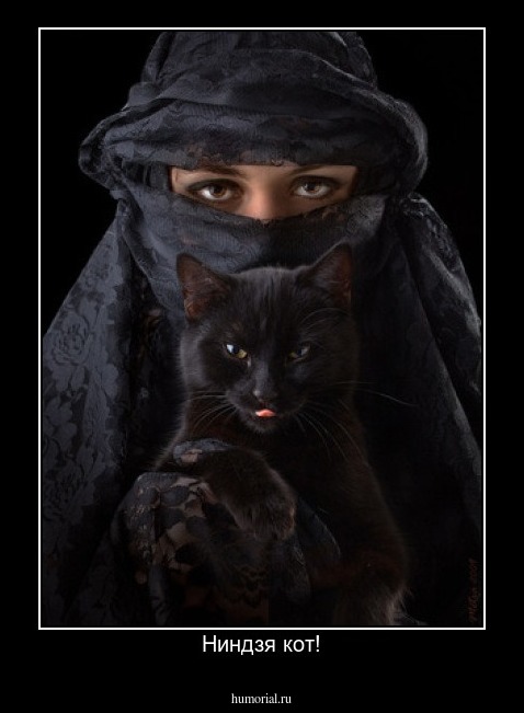 Ниндзя кот!