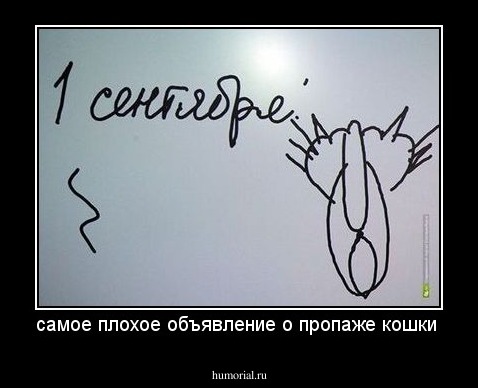 самое плохое объявление о пропаже кошки 