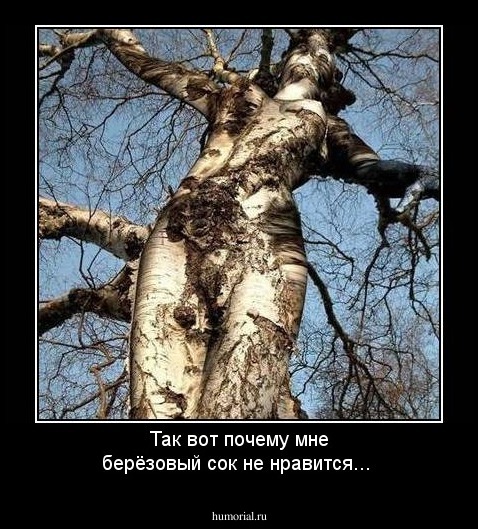 Так вот почему мне берёзовый сок не нравится...