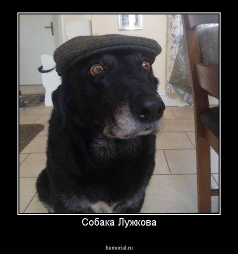 Собака Лужкова