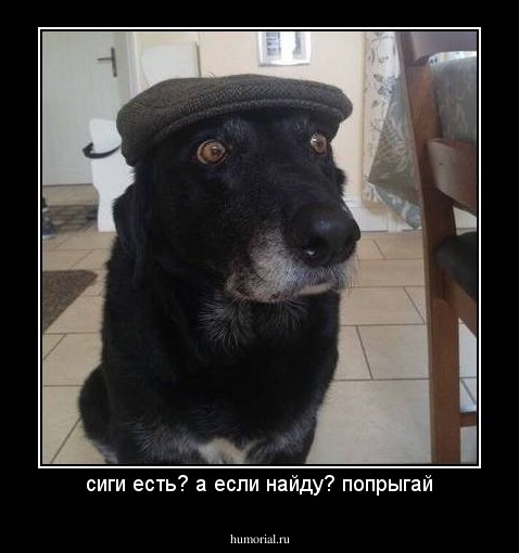 сиги есть? а если найду? попрыгай