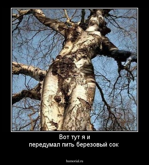 Вот тут  я и передумал пить березовый сок