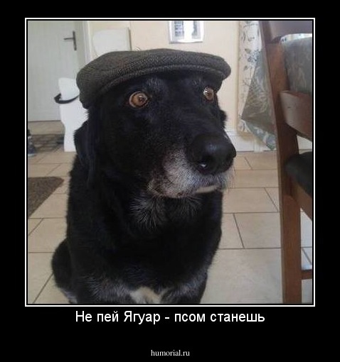 Не пей Ягуар - псом станешь