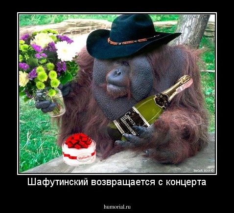 Шафутинский возвращается с концерта