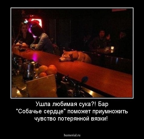 Ушла любимая сука?! Бар "Собачье сердце" поможет приумножить чувство потерянной вязки!