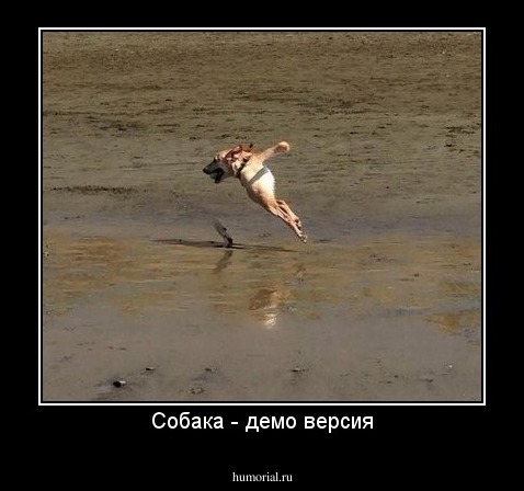 Собака - демо версия