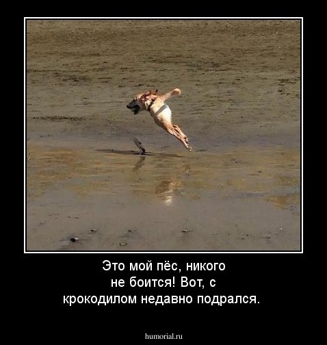 Это мой пёс, никого не боится! Вот, с крокодилом недавно подрался.