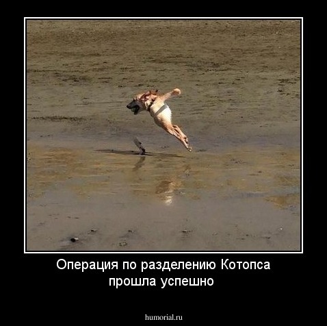 Операция по разделению Котопса прошла успешно