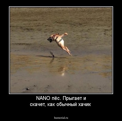 NANO пёс. Прыгает и скачет, как обычный хачик