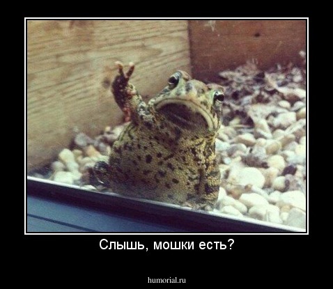 Слышь, мошки есть?