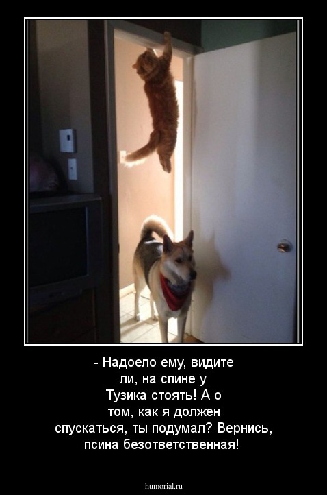 - Надоело ему, видите ли, на спине у Тузика стоять! А о том, как я должен спускаться, ты подумал? Вернись, псина безответственная!