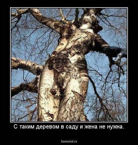 С таким деревом в саду и жена не нужна.