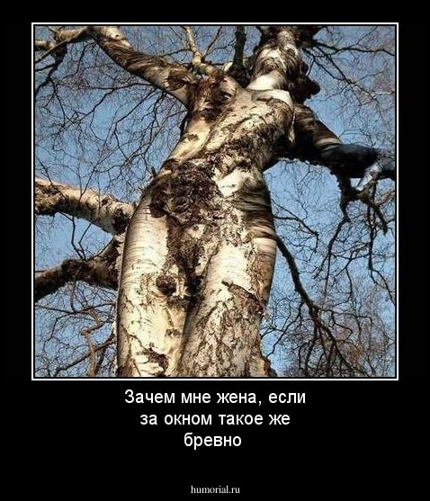 Зачем мне жена, если за окном  такое же бревно
