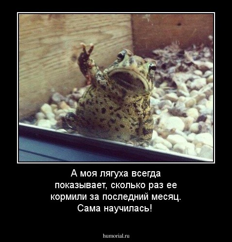 А моя лягуха всегда показывает, сколько раз ее кормили за последний месяц. Сама научилась!