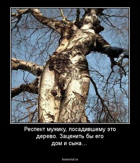 Респект мужику, посадившему это дерево. Заценить бы его дом и сына...