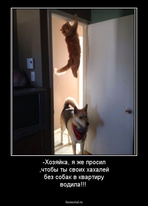 -Хозяйка, я  же просил ,чтобы ты своих хахалей без собак в квартиру водила!!!