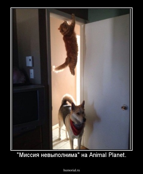 "Миссия невыполнима" на Animal Planet.