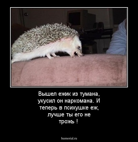 Вышел ежик из тумана, укусил он наркомана. И теперь в психушке еж, лучше ты его не трожь !