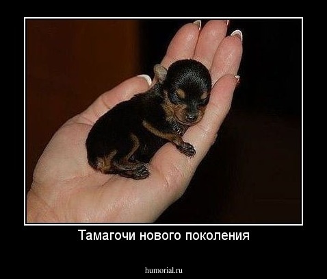Тамагочи нового поколения