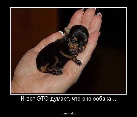 И вот ЭТО думает, что оно собака...