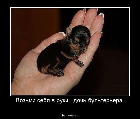 Возьми себя в руки,  дочь бультерьера.