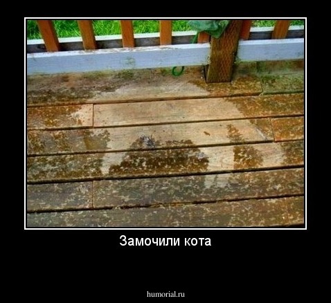 Замочили кота
