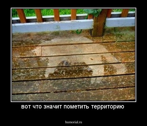 вот что значит пометить территорию 