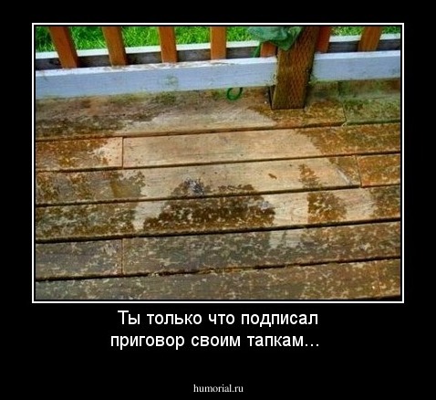 Ты только что подписал приговор своим тапкам...