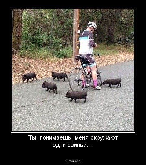 Ты, понимаешь, меня окружают одни свиньи...