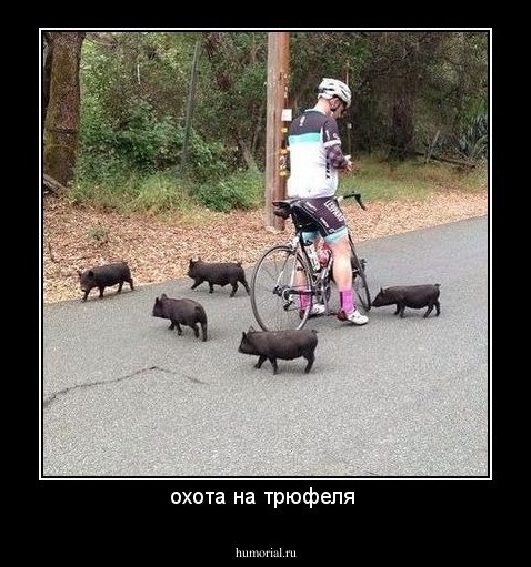 охота на трюфеля 
