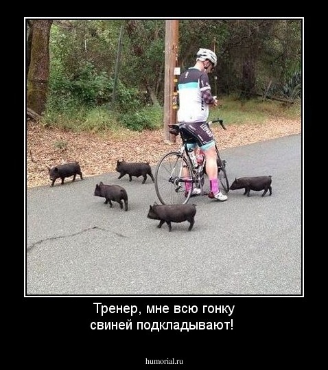 Тренер, мне всю гонку свиней подкладывают!