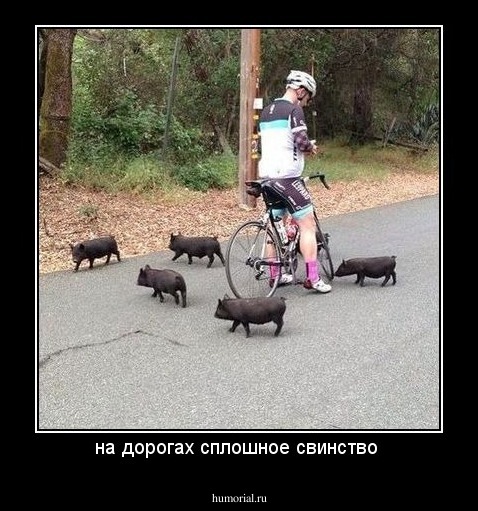 на дорогах сплошное свинство 