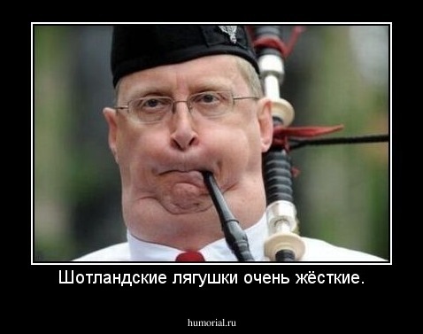 Шотландские лягушки очень жёсткие.