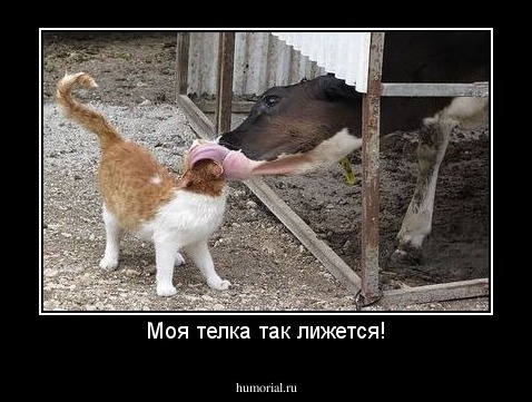 Моя телка так лижется!