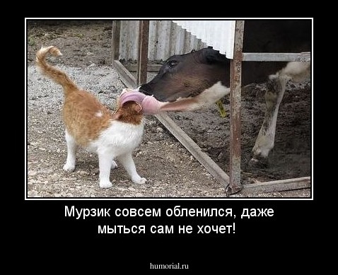 Мурзик совсем обленился, даже мыться сам не хочет!