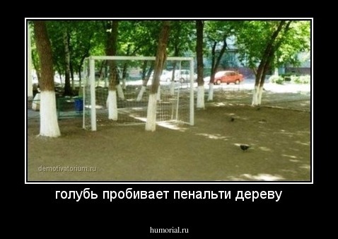 голубь пробивает пенальти дереву